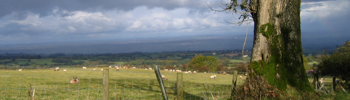Tree-in-Wales